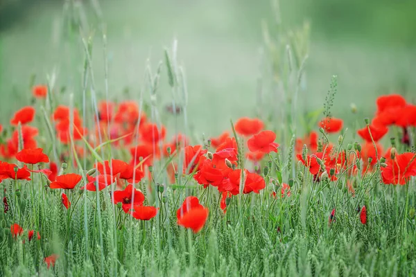 Field Bright Red Corn Poppy Flowers Summer — Stock Photo, Image
