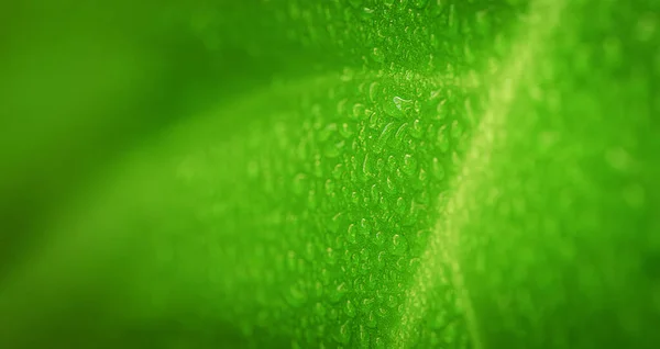 Natuurlijke Groene Achtergrond Met Blad Druppels Water Ecologisch Concept — Stockfoto