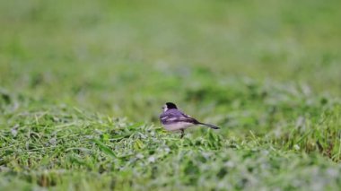 Beyaz Wagtail - Motacilla alba, böcek ve solucan arıyor..
