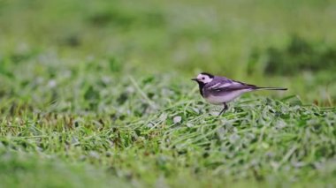 Beyaz Wagtail - Motacilla alba, Avrupa sahalarından, çayırlarından ve sulak alanlarından geçen küçük popüler kuş, Ukrayna.