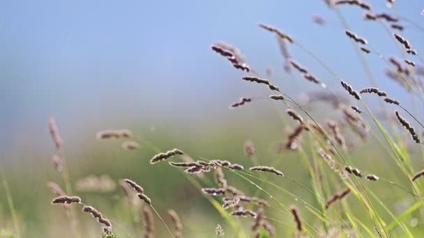 Wind Sways Grasses Field — Stock Video