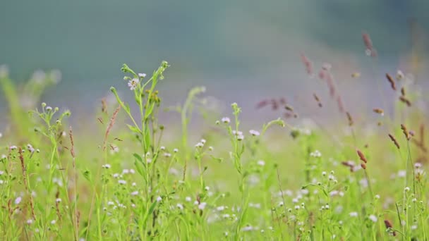 Wind Sways Wildflowers Grasses Field — Stock Video