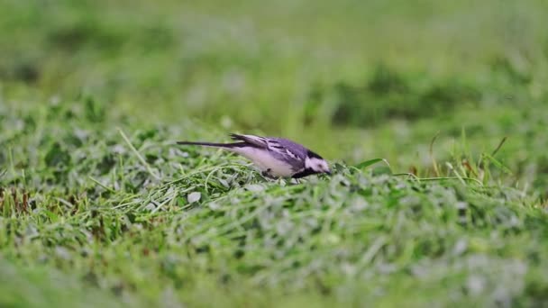 Wagtail Green Grass Looking Insects Worms — Stock Video