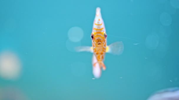 美しいディスコ水族館で泳ぐ魚 — ストック動画