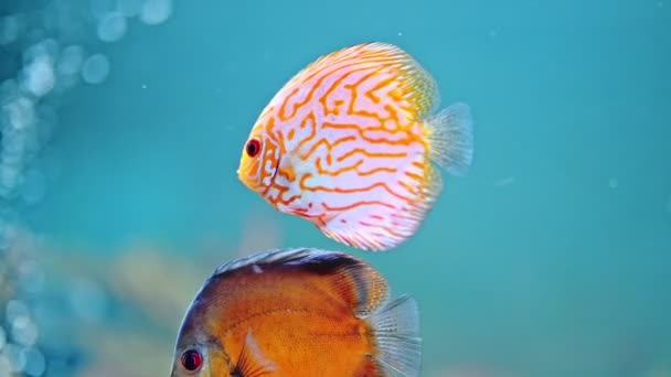 Diskusfische Aquarium Tropische Fische Symphysodon Discus Aus Dem Amazonas — Stockvideo
