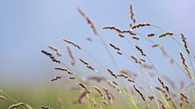 Rüzgâr esiyor ve mavi gökyüzü arka planında çimenler sallanıyor..