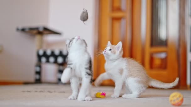 Rood Grijs Kittens Speelt Met Een Speelgoedmuis — Stockvideo