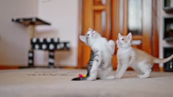 Dos Gatitos Están Jugando Juntos Saltando Corriendo Uno Detrás Del — Vídeo de stock