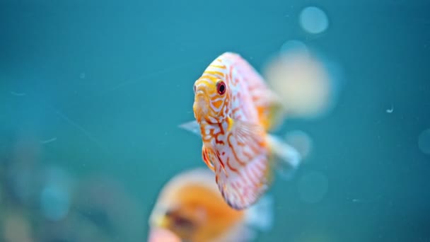 Оранжевая Рыба Discus Symphysodon Плавает Аквариуме — стоковое видео