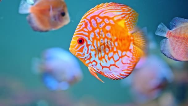 水族館で他の魚と一緒に泳ぐオレンジ魚 — ストック動画