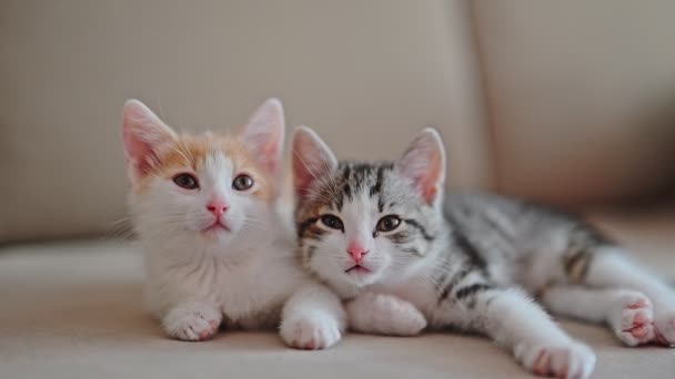 Due Gattini Sdraiati Sul Divano Guardare Fotocamera — Video Stock