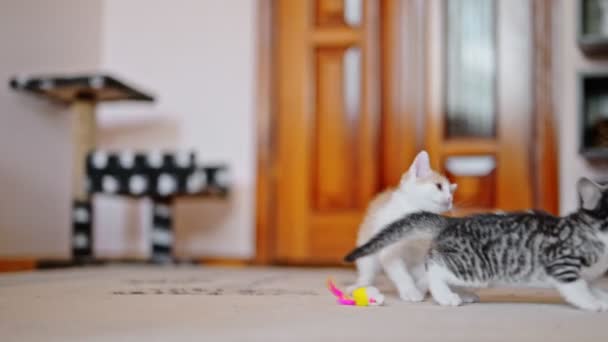 Два Веселых Котенка Играющих Вместе Прыжки Бег — стоковое видео