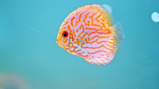 Diskusfische Aquarium Aus Dem Amazonas — Stockvideo