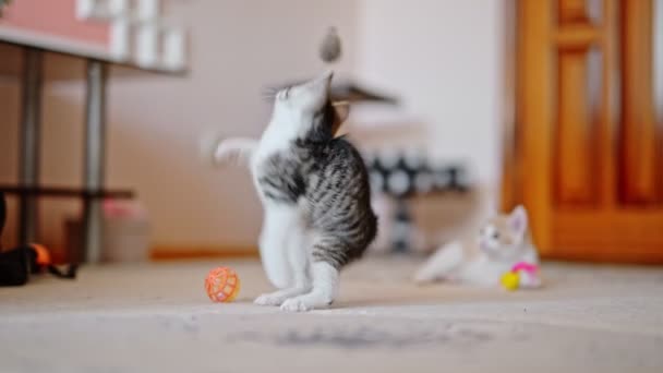 Gray Kitten Playing Funny Jumping Toy Mouse While Puffy Kitten — Stock Video