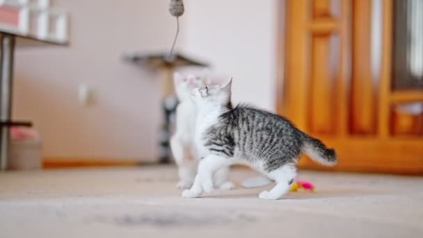 两只可爱的小猫互相玩耍 — 图库视频影像