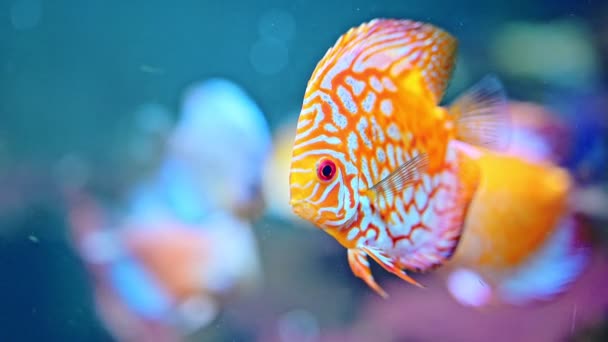 Oranje Vissen Zwemmen Het Grote Aquarium — Stockvideo