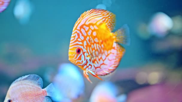 Rolig Orange Fisk Som Simmar Akvariet Vatten — Stockvideo