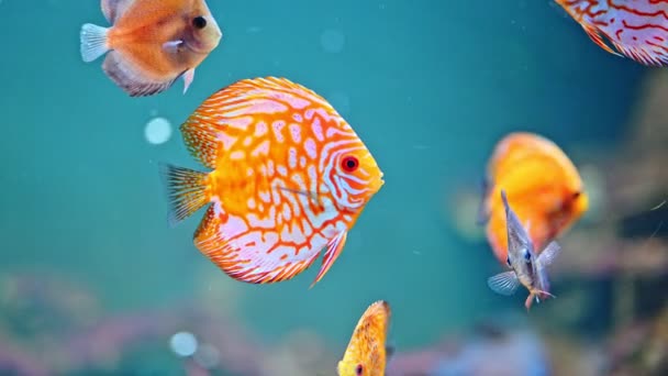 Оранжевые Рыбы Плавают Большом Аквариуме — стоковое видео