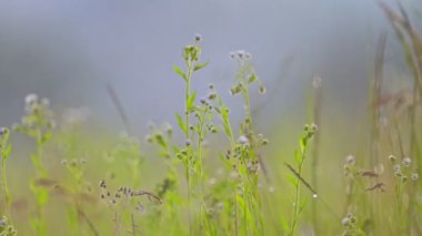 Rüzgar, kır çiçeklerini, doğa ekolojisini sallıyor..