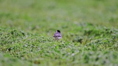 Beyaz Wagtail - Motacilla alba kuşu böcekleri bulur ve yer