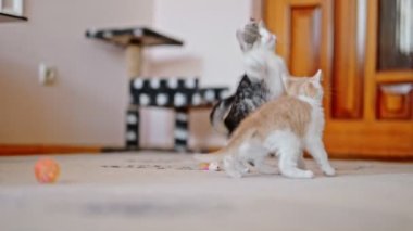 Birbiriyle oynayan iki sevimli kedi yavrusu..