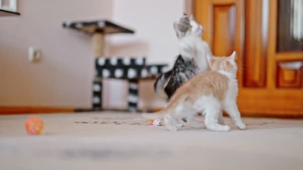 Dos Divertidos Gatitos Adorables Jugando Entre — Vídeo de stock