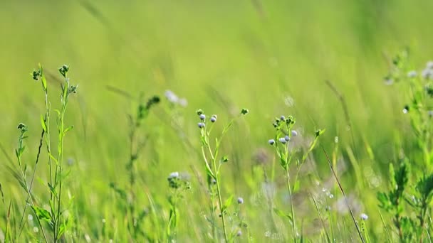 Wind Zwaait Wilde Bloemen Natuur Ecologie Landschap — Stockvideo