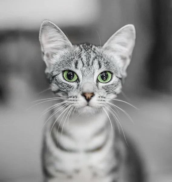 Portrait of gray tabby cat on blurred background