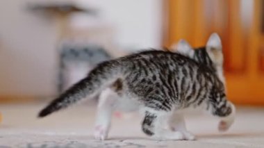 Gri ve turuncu kedi bir oyuncak fareyle oynuyor..