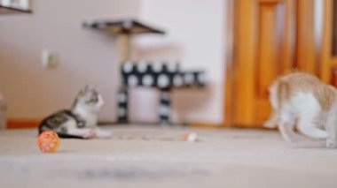 Kırmızı komik sevimli kedi yavrusu birbiriyle oynuyor..
