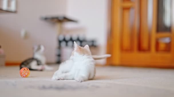 红灰相间的小猫咪嬉戏 — 图库视频影像