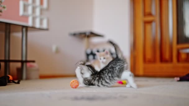 Funny cat and mouse hotsell videos