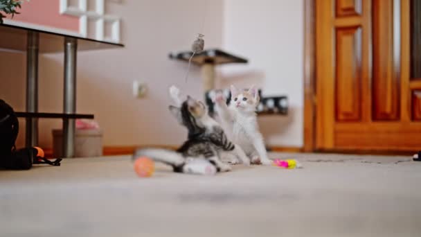 两只小猫在玩笑话 跟着玩具老鼠跳 而那只胖胖的小猫正在饶有兴致地注视着 — 图库视频影像