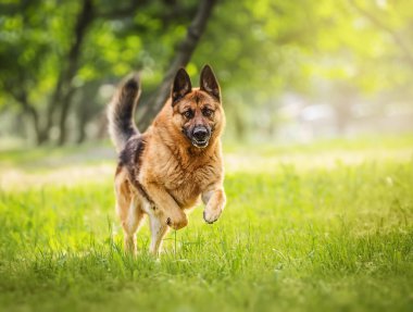 Saf Alman çoban köpeği çayırda atlar ve koşar..