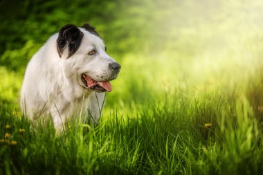 The Central Asian Shepherd Dog on green grass. Springtime clipart