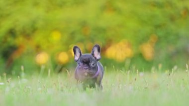 Yeşil çimlerde koşan şirin bir Fransız buldog yavrusu..