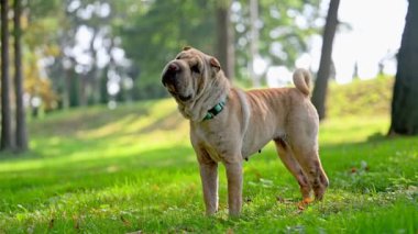 Shar pei safkan köpek kahverengisi çimenlerde yürüyor.