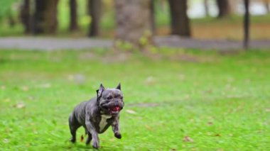 Yeşil çimlerde koşan gri Fransız bulldog.