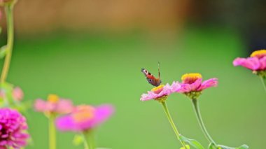 Avrupa Tavuskuşu kelebeği çiçeğin üzerinde oturuyor ve kanatlarını çırpıyor.
