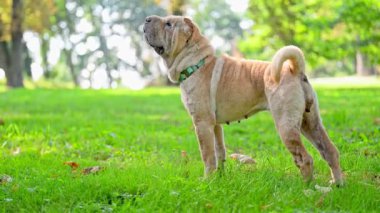 Shar pei safkan köpek yeşil çimlerde yürüyor.