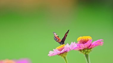 Tavuskuşu Kelebeği çiçeğin üzerinde oturuyor.