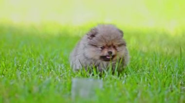 Pomeranya köpek yavrusu yeşil çimlerin üzerinde zıplıyor
