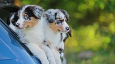 Avustralya çoban köpeğinin güzel yavruları.