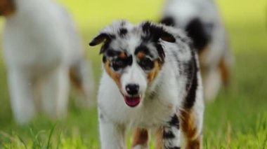 Yeşil çimlerde koşan sevimli köpek yavrusu.