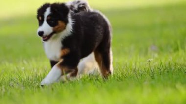 Küçük şirin Avustralya çoban köpeği yeşil çimenlerde yürüyor.