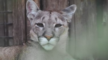 Puma, dağ aslanı, puma, koyu ahşap arka plan.