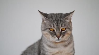 Tatlı gri tekir kedi başka tarafa bakıyor..