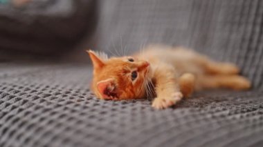 Cute little red kitten sleeps on fur blanket.