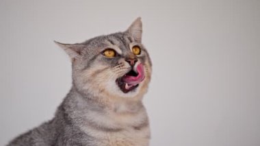 Aç tekir kedi dudakları yalıyor, ağır çekim.