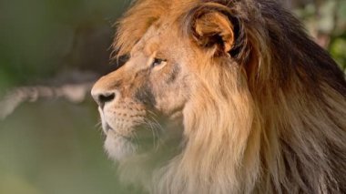 Uzaklara bakan güzel bir aslanın portresi. 4K Yavaş çekim videosu